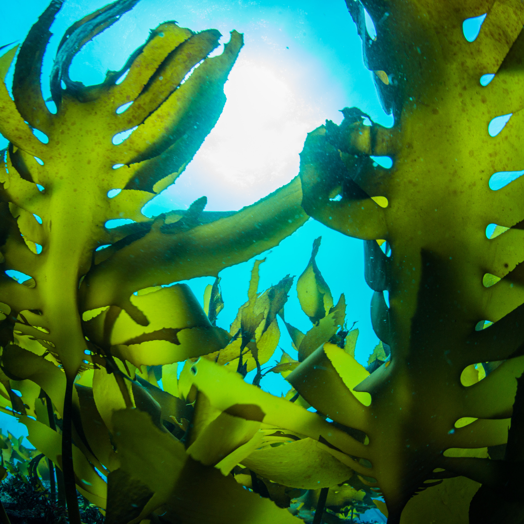Sustainable seaweed underwear for menopause