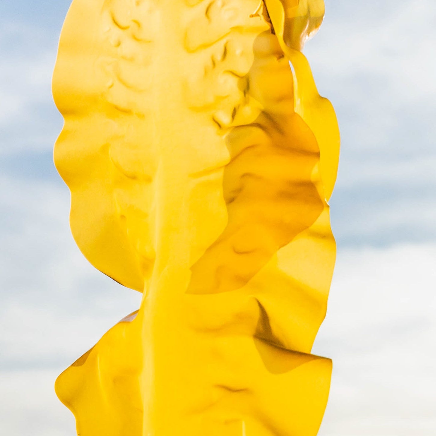 A close-up of the seaweed used to make Alexander Clementine's underwear for menopause. 