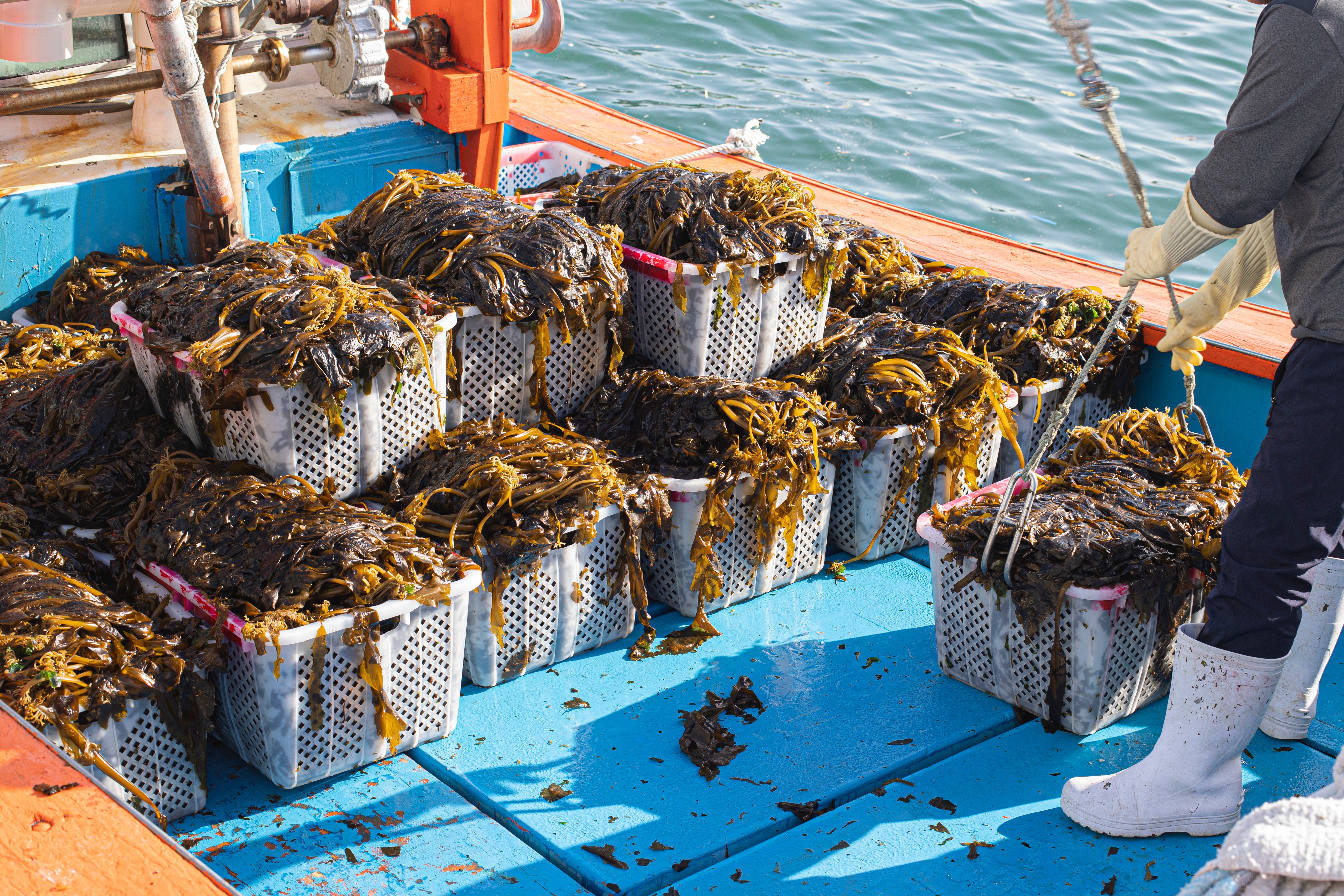 Harvested Icelandic seaweed used to make Alexander Clementine's underwear for menopause
