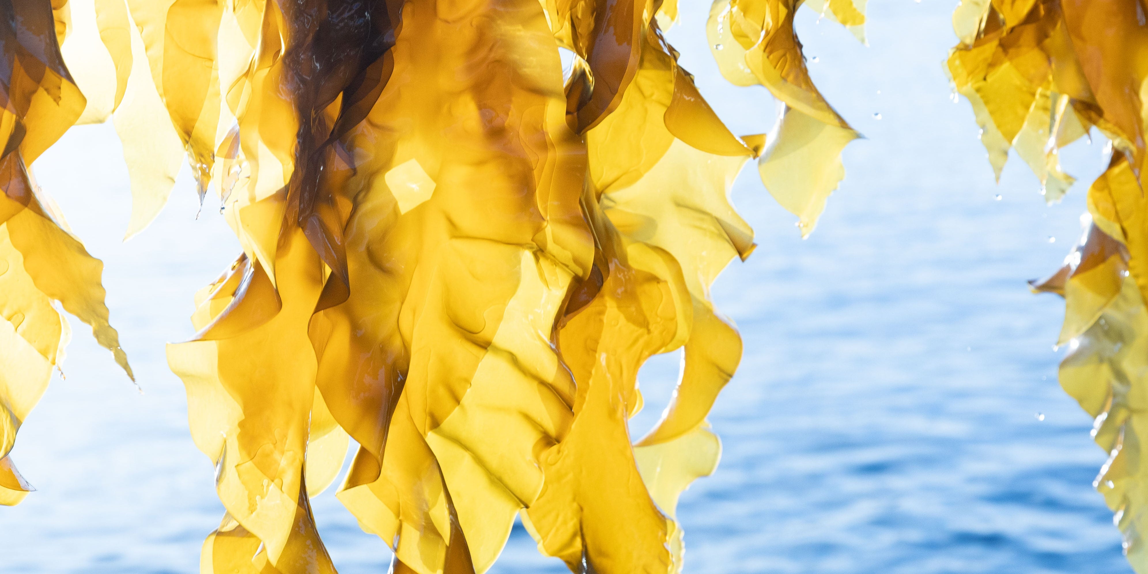 The seaweed used to make Alexander Clementine's underwear for menopause