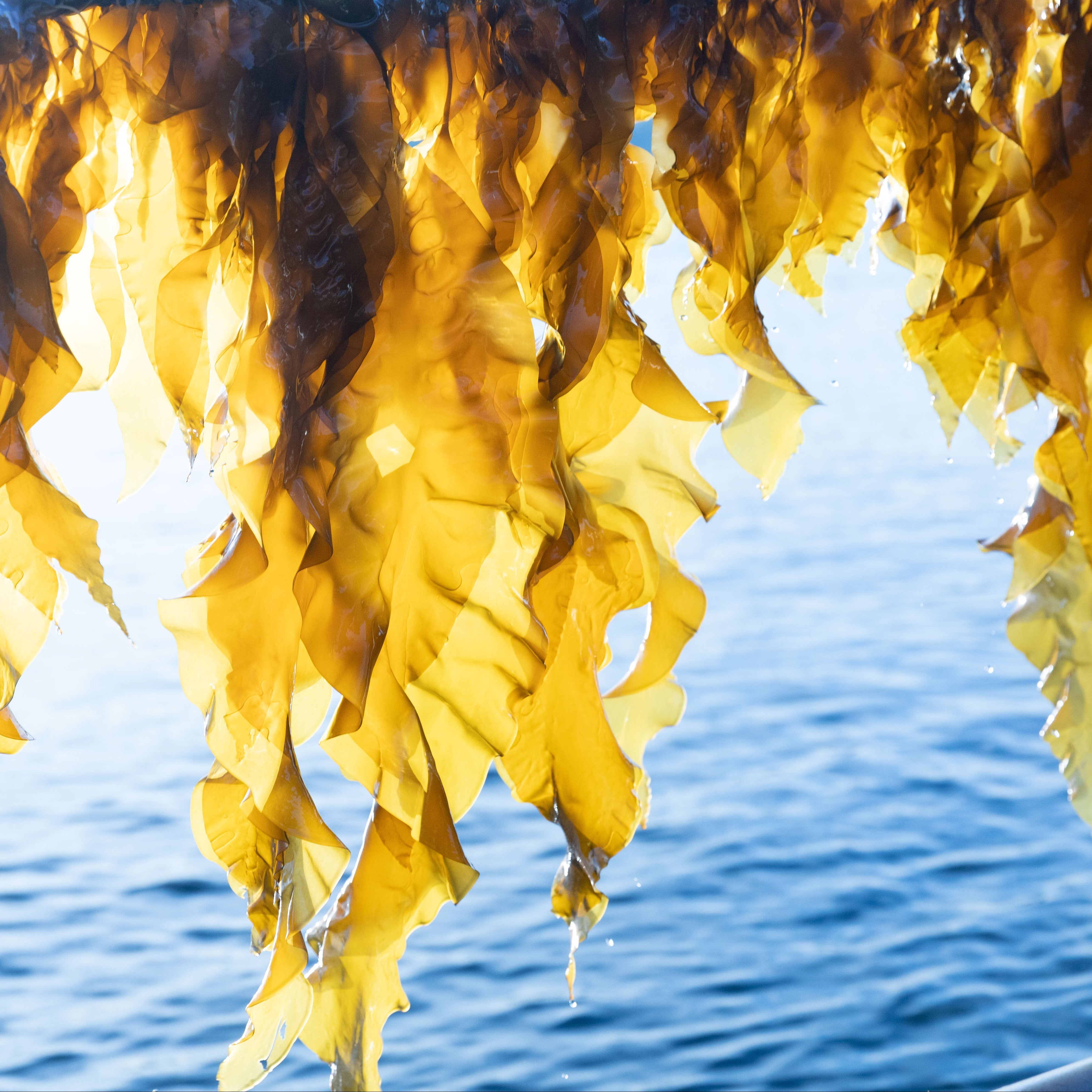 The seaweed used to make Alexander Clementine's underwear for menopause