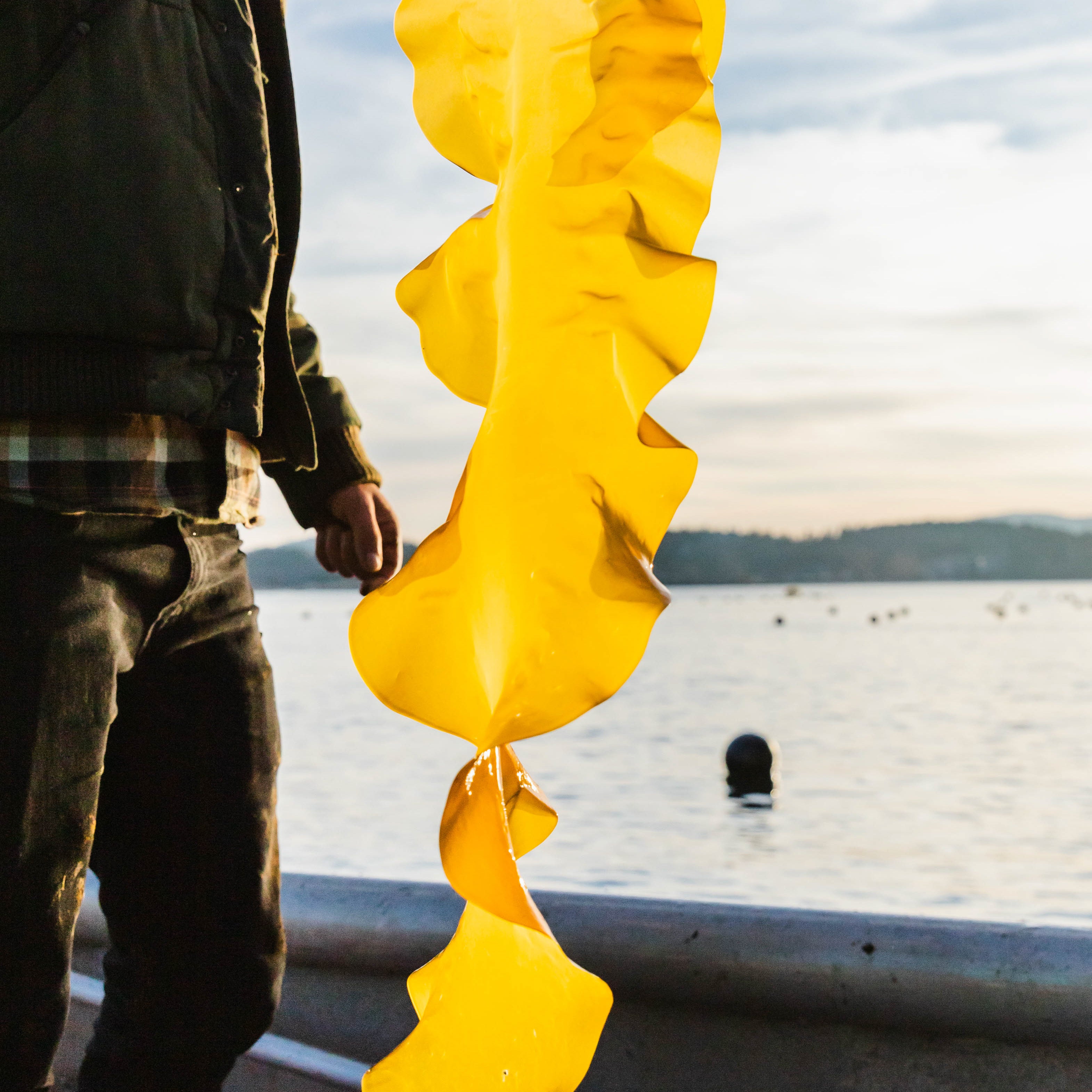 A strand of Icelandic seaweed harvested from Iceland used in Alexander Clementine's underwear for menopause