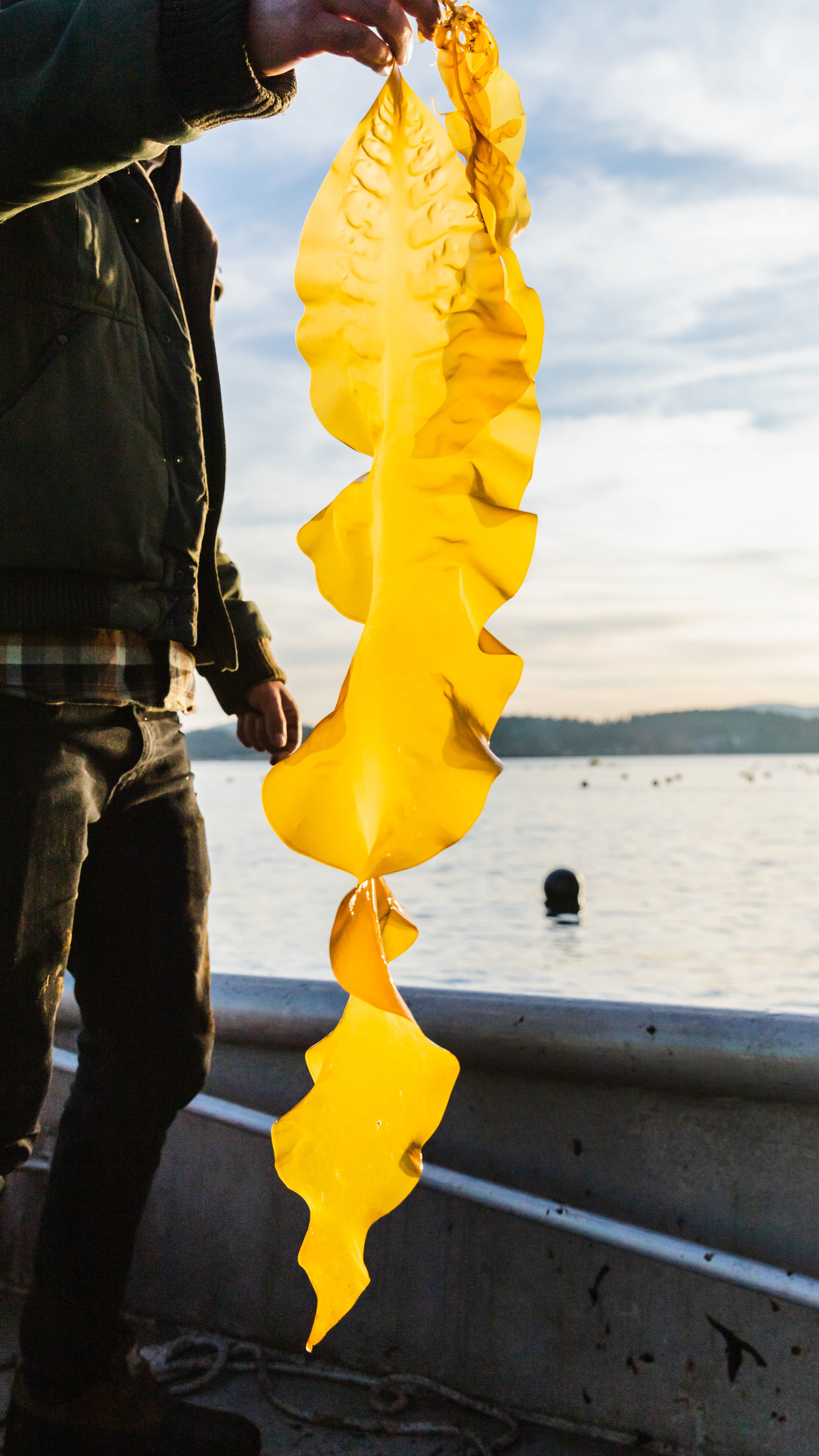 A strand of Icelandic seaweed harvested from Iceland used in Alexander Clementine's underwear for menopause