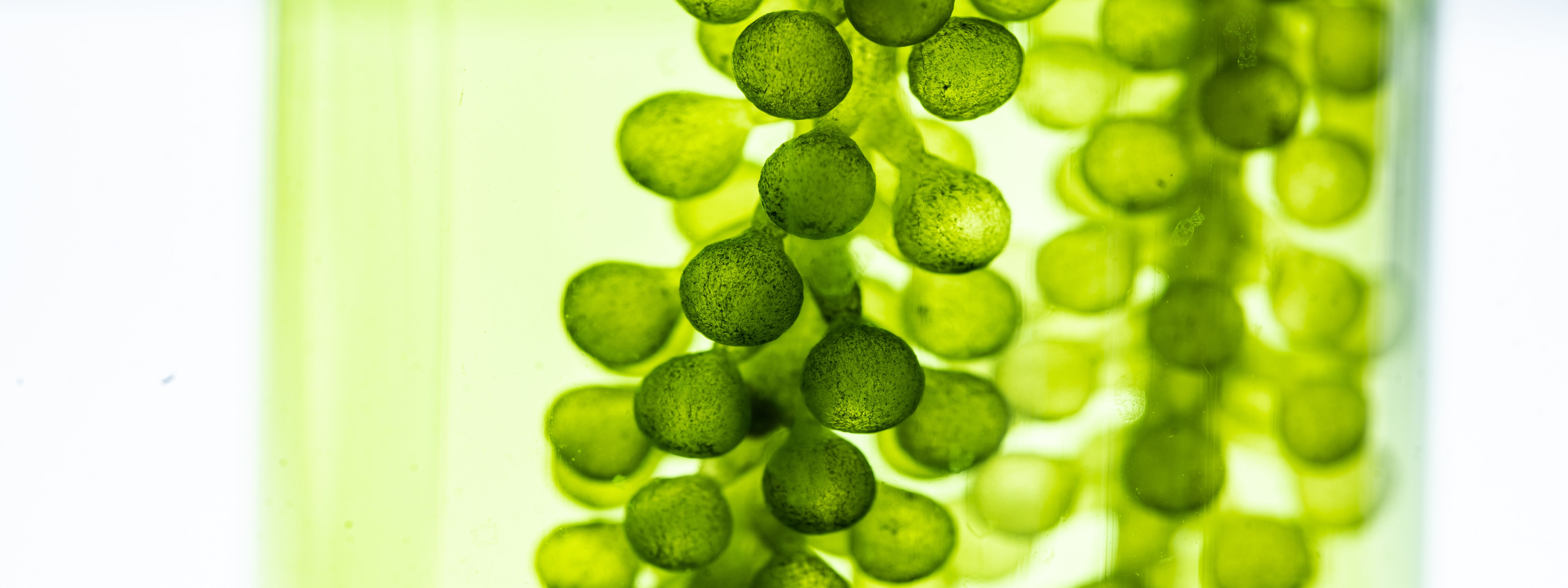 A microscope closeup of the seaweed used in Clementine's underwear for menopause