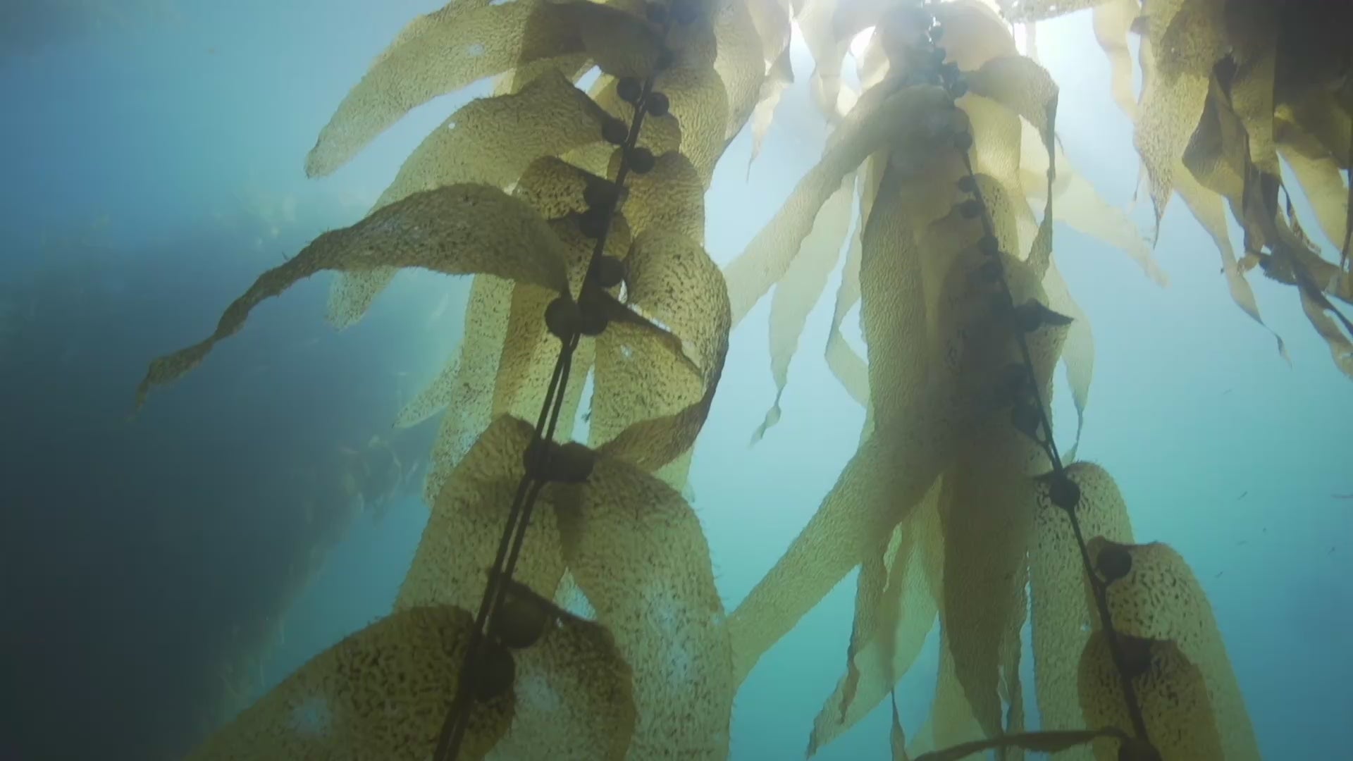 The seaweed used to make Alexander Clementine's underwear for menopause